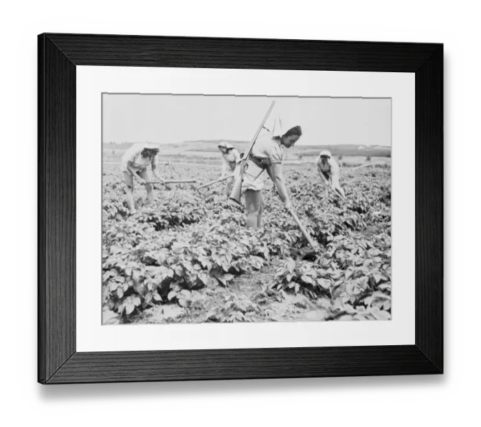 Framed Print : Jewish Girls Farming with Shotguns on a Kibbutz