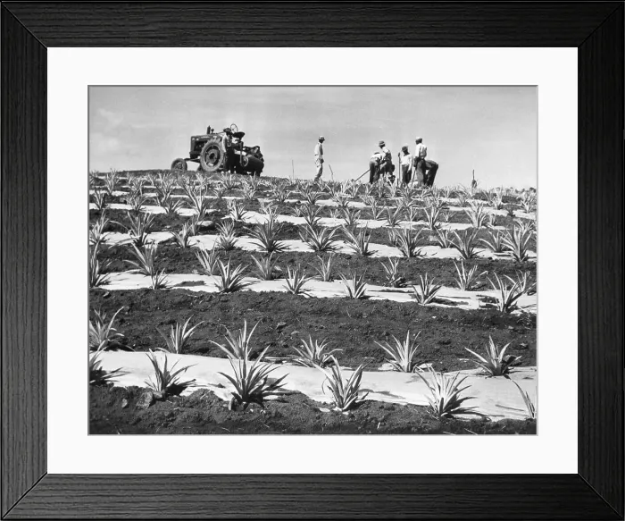 Framed Print : Pinapple Seeds Planted By Workers Framed Print : Pinapple Seeds Planted By Workers