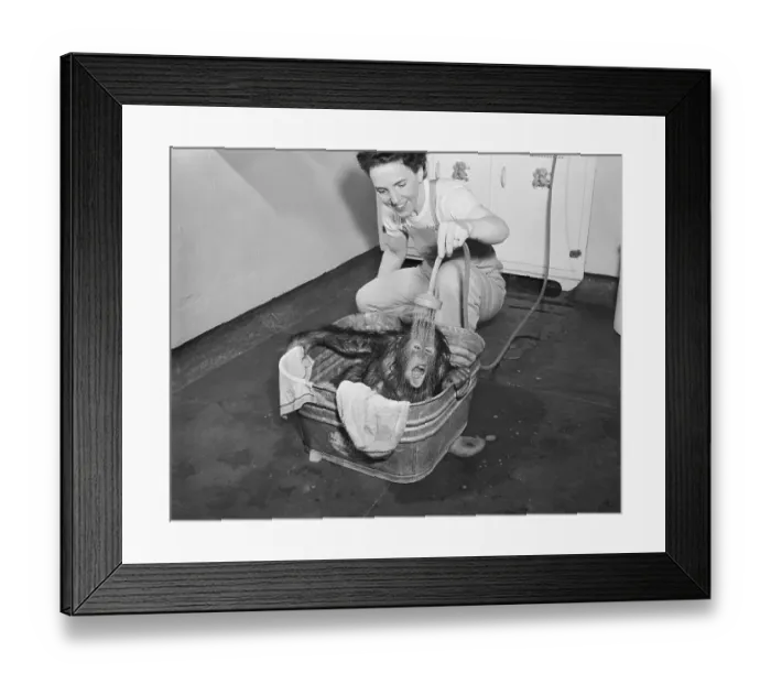Framed Print : Woman Rinses Orangutan in Tub Framed Print : Woman Rinses Orangutan in Tub