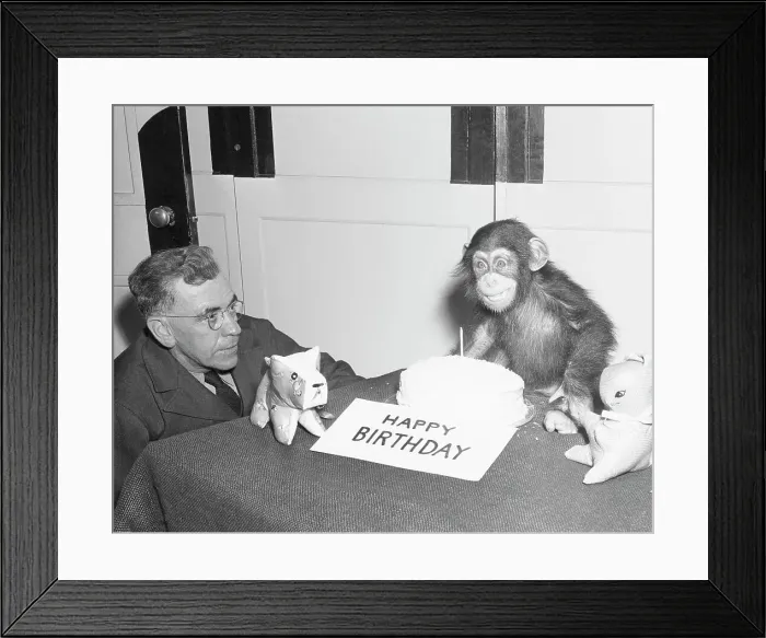 Framed Print : Baby Chimp Has A Birthday Party At Zoo Framed Print : Baby Chimp Has A Birthday Party At Zoo