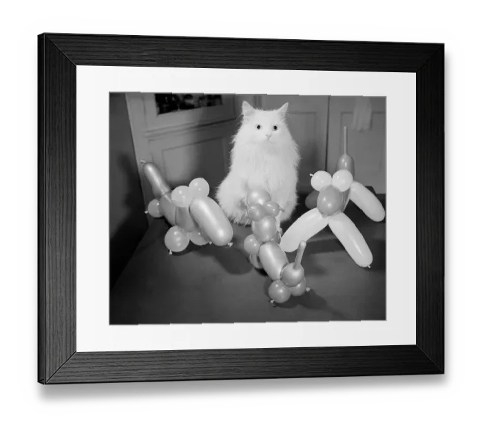 Framed Print : Cat Standing Among Balloon Animals Framed Print : Cat Standing Among Balloon Animals