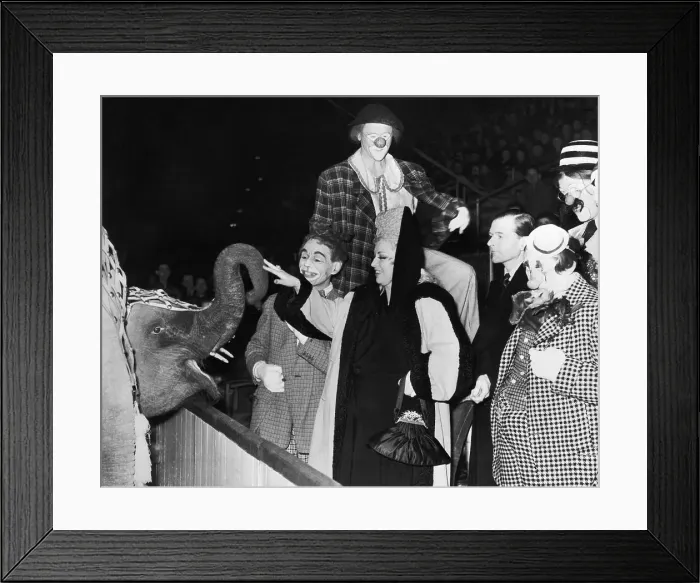 Framed Print : Mae West Petting Elephant Framed Print : Mae West Petting Elephant