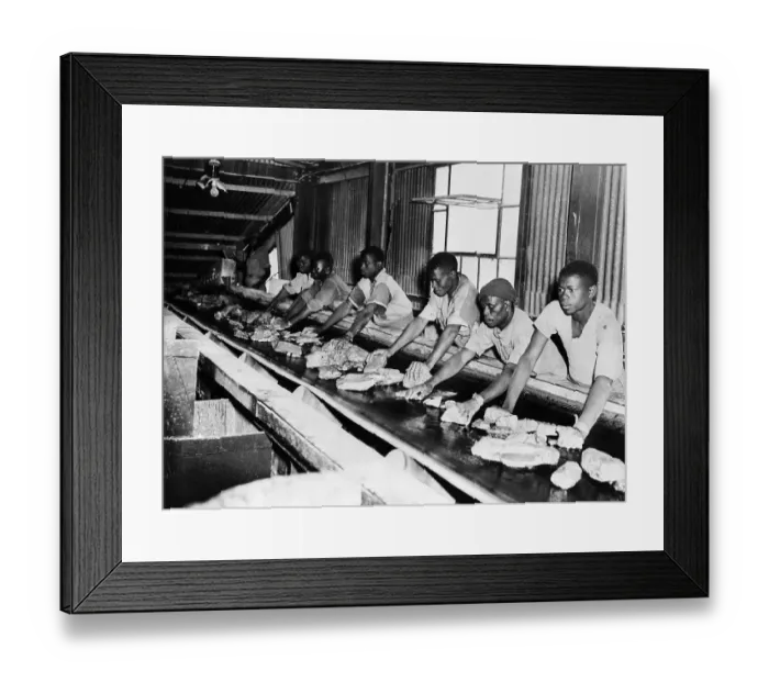Framed Print : South African's Process Gold Ore Framed Print : South African's Process Gold Ore