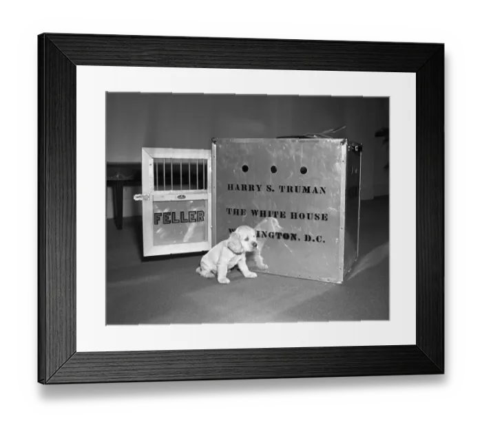 Framed Print : Truman's New Pup Feller Poses at White House