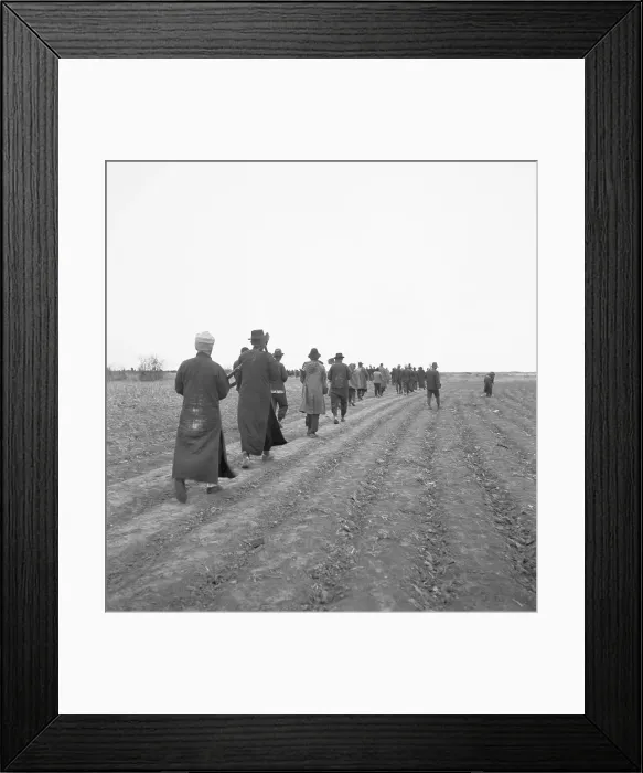 Framed Print : Chinese Walking Across Cultivated Field Framed Print : Chinese Walking Across Cultivated Field