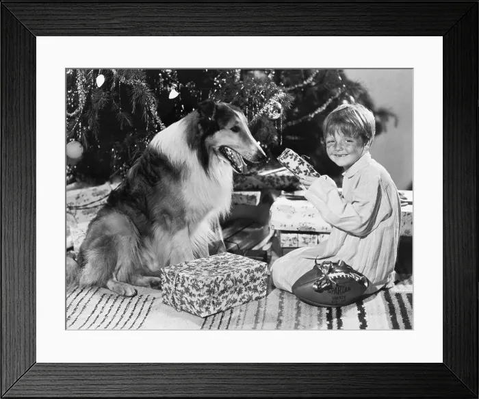 Framed Print : Butch Jenkins and Lassie at Christmas Framed Print : Butch Jenkins and Lassie at Christmas