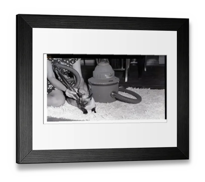 Framed Print : Cat Getting Vaccuum Bath Framed Print : Cat Getting Vaccuum Bath