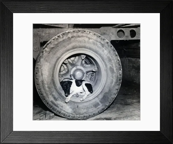 Framed Print : Dog Sleeping in Wheel Well Framed Print : Dog Sleeping in Wheel Well