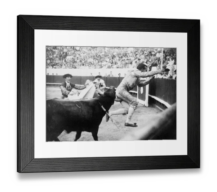 Framed Print : Bull Goring Bullfighter Framed Print : Bull Goring Bullfighter