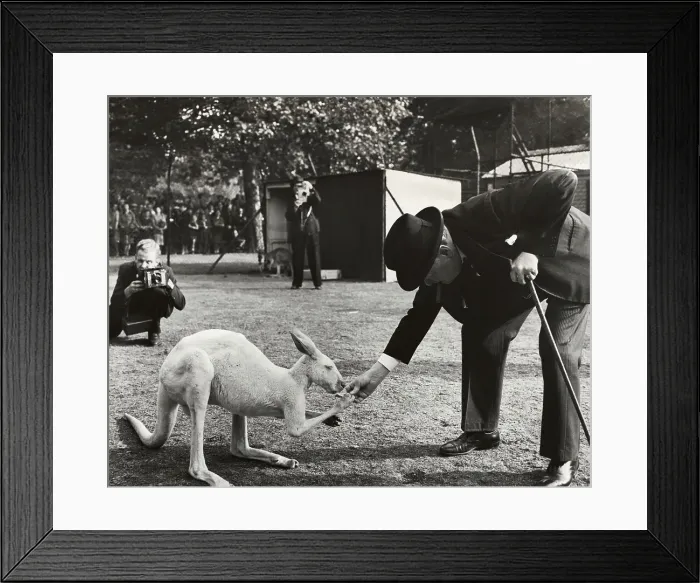 Framed Print : Portrait of Sir Winston Churchill Feeding Kangaroo Framed Print : Portrait of Sir Winston Churchill Feeding Kangaroo