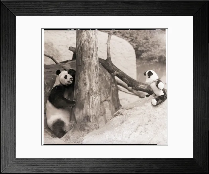 Framed Print : Giant Panda Hides from Stuffed Toy Bear Framed Print : Giant Panda Hides from Stuffed Toy Bear