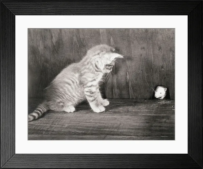 Framed Print : Kitten Watching a Mouse Framed Print : Kitten Watching a Mouse