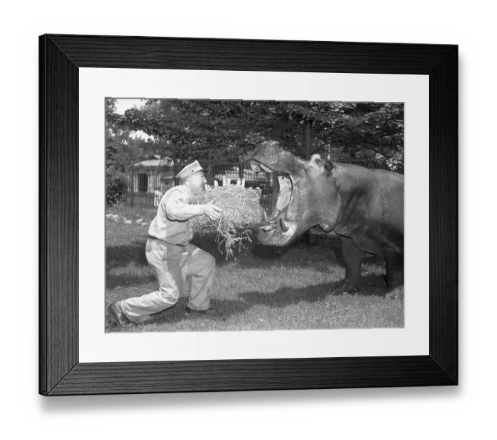 Framed Print : Zookeeper Giving Hippo Bundle of Hay Framed Print : Zookeeper Giving Hippo Bundle of Hay