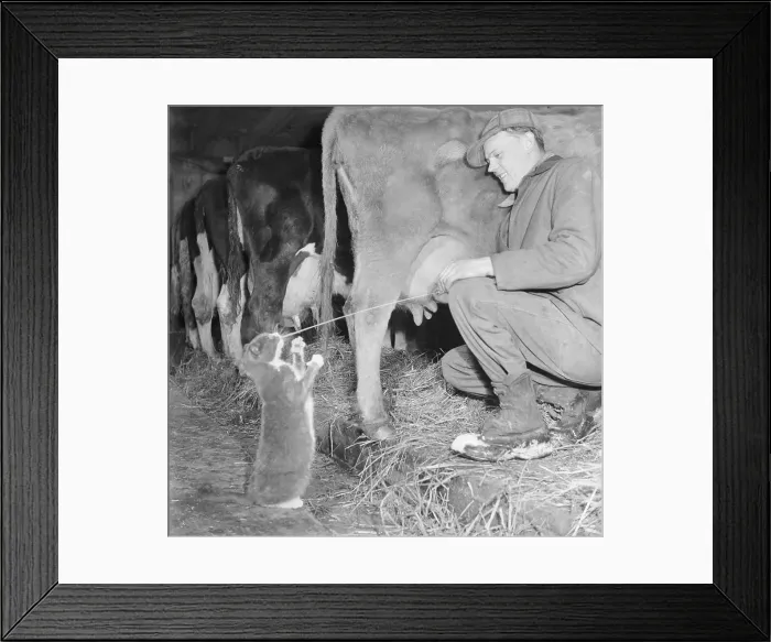 Framed Print : Cat Getting Sprayed With Milk Framed Print : Cat Getting Sprayed With Milk