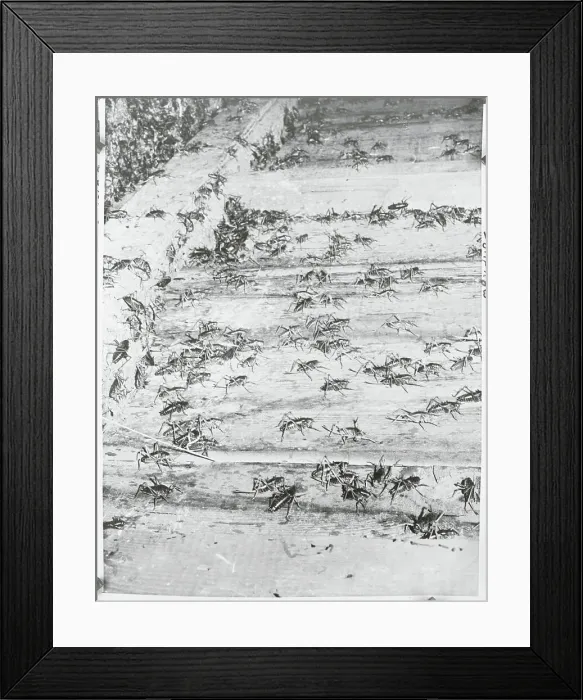 Framed Print : Crickets Feasting on Wheat Stalks Framed Print : Crickets Feasting on Wheat Stalks