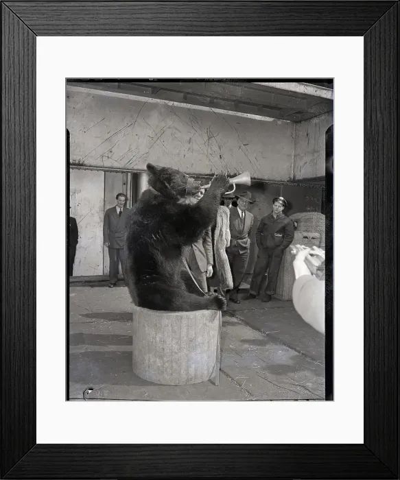 Framed Print : Circus Bear Blows Horn Framed Print : Circus Bear Blows Horn