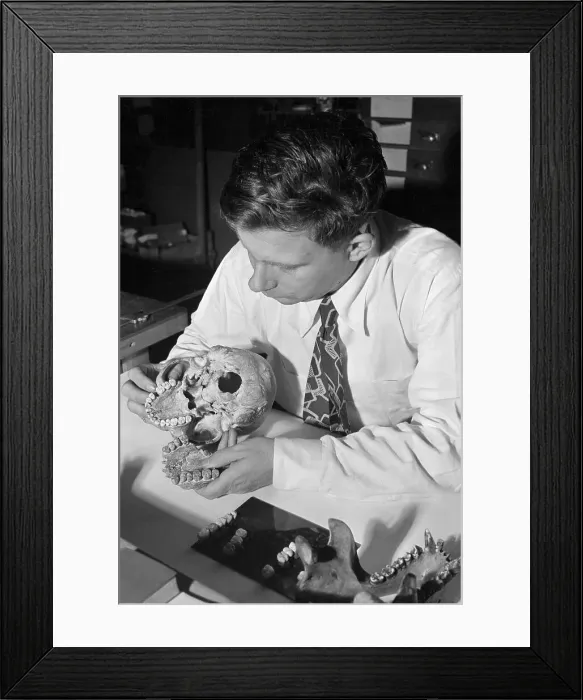 Framed Print : Anthropologist Studying Human Jaw