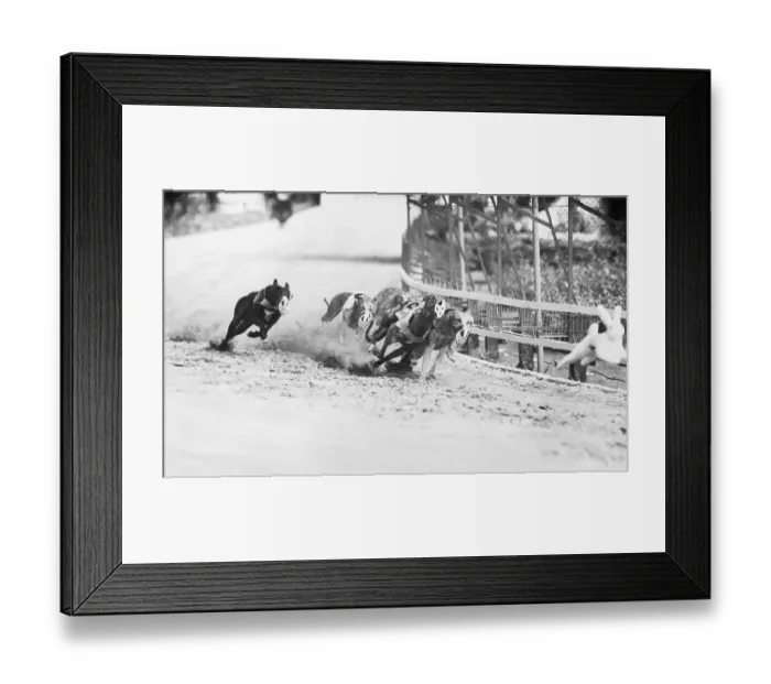Framed Print : Racing Greyhounds Framed Print : Racing Greyhounds