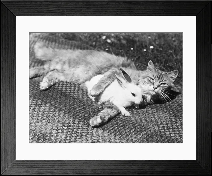 Framed Print : Kitten With Leg Around Rabbit On Rug Framed Print : Kitten With Leg Around Rabbit On Rug