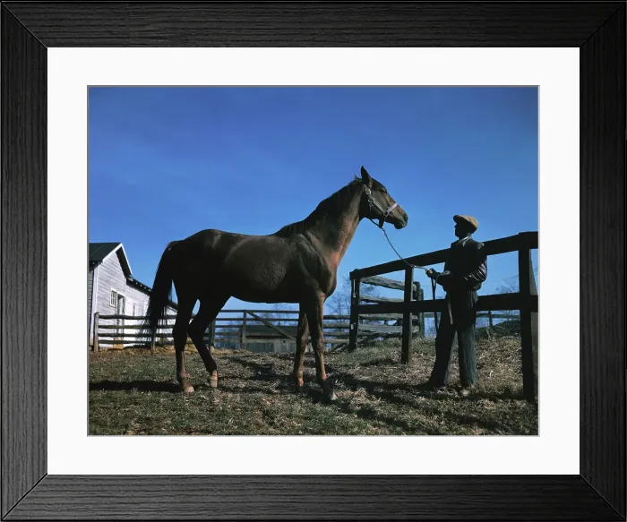 Framed Print : Racing Horse with Groom Framed Print : Racing Horse with Groom