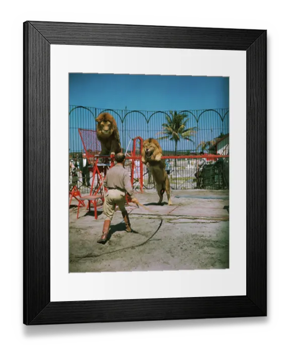 Framed Print : Animal Trainer Training Lions Framed Print : Animal Trainer Training Lions
