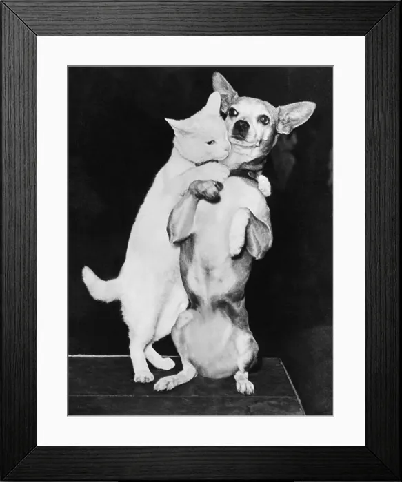 Framed Print : Cat and Dog Together Framed Print : Cat and Dog Together