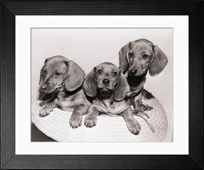 Framed Print : Nine-Week-Old Dachshunds in Straw Hat Framed Print : Nine-Week-Old Dachshunds in Straw Hat