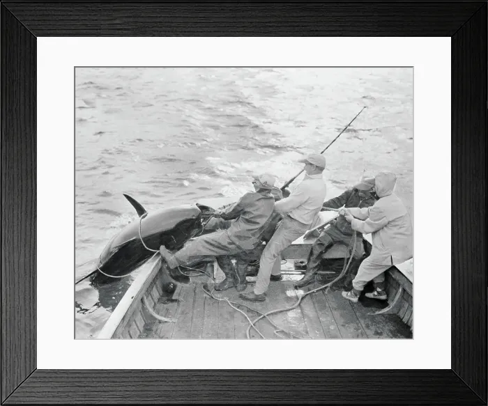 Framed Print : Fishermen Pulling a Bluefin Out of Water Framed Print : Fishermen Pulling a Bluefin Out of Water