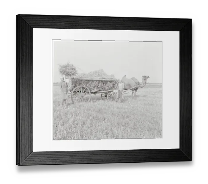 Framed Print : Russian Farmer with Camel Framed Print : Russian Farmer with Camel