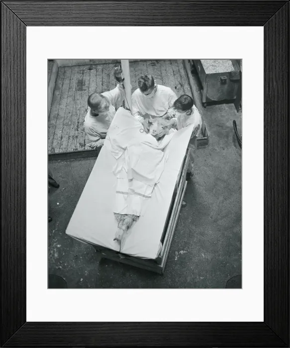 Framed Print : Test Goat Being Given a Transfusion Framed Print : Test Goat Being Given a Transfusion