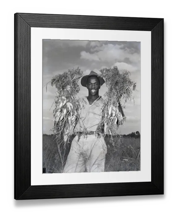 Framed Print : Farm Hand Holding Carrots