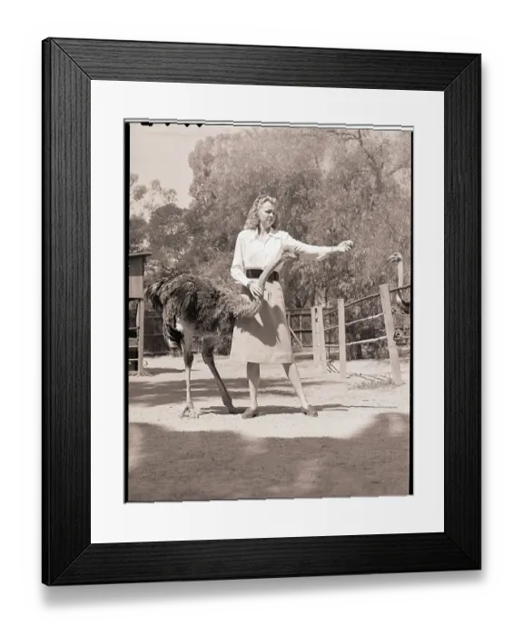 Framed Print : Woman Feeds Ostrich Orange on Farm Framed Print : Woman Feeds Ostrich Orange on Farm
