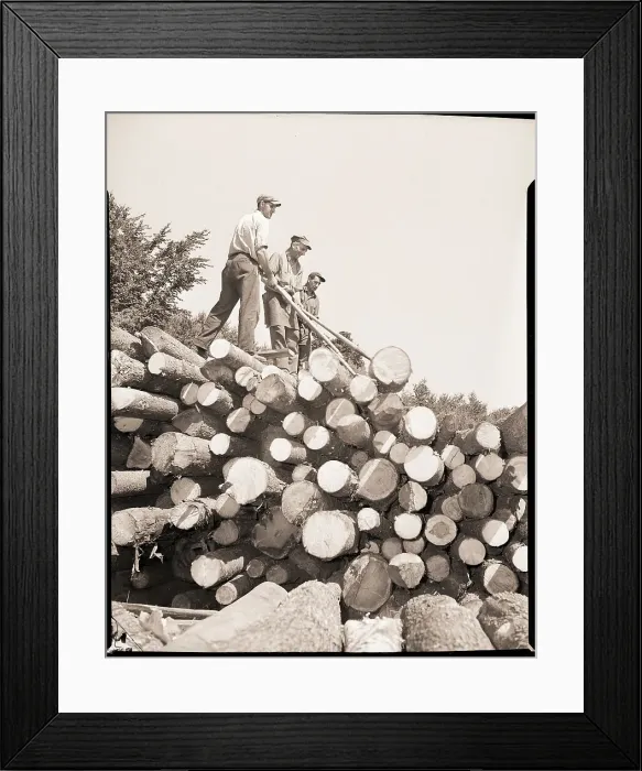 Framed Print : Men Rolling Logs Off Pile Framed Print : Men Rolling Logs Off Pile