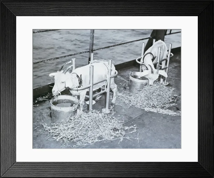 Framed Print : Goats Eating Hay Aboard Ship Framed Print : Goats Eating Hay Aboard Ship