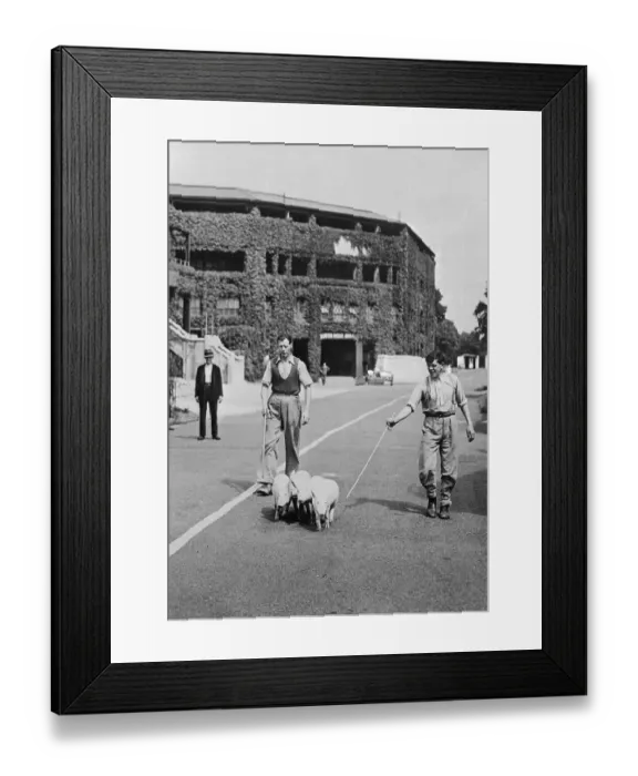 Framed Print : All England Tennis Club Framed Print : All England Tennis Club