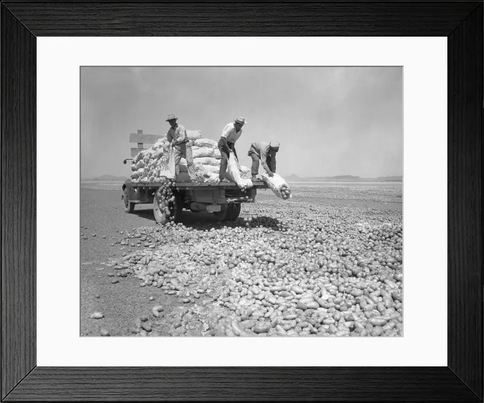 Framed Print : Dumping Potatoes Framed Print : Dumping Potatoes