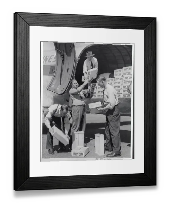 Framed Print : Fruit Delivery Framed Print : Fruit Delivery