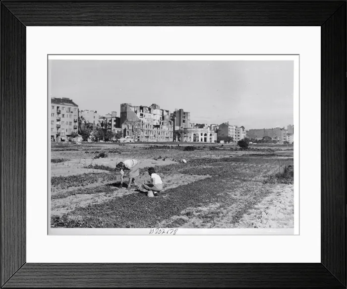 Framed Print : Vegetable Gardens in Warsaw Framed Print : Vegetable Gardens in Warsaw