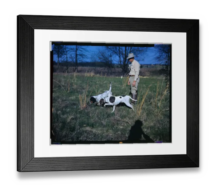 Framed Print : Dogs Hunting for Quail Framed Print : Dogs Hunting for Quail