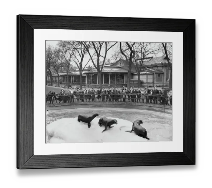 Framed Print : Brooklyn Zoo, New York City Framed Print : Brooklyn Zoo, New York City