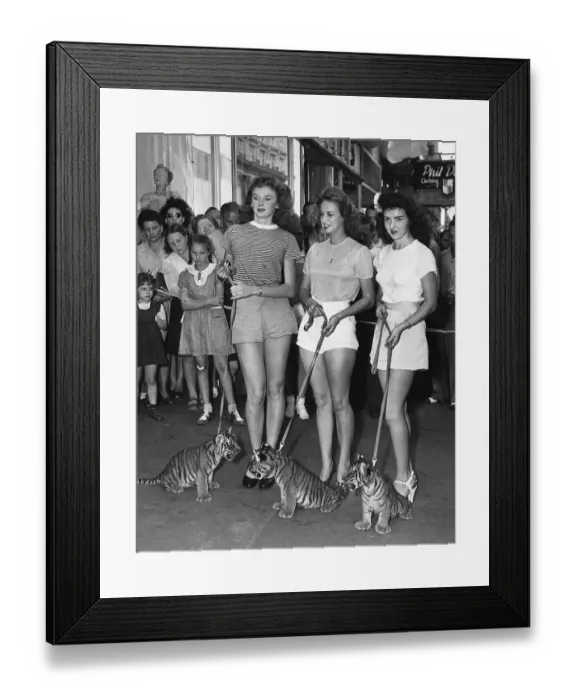 Framed Print : Three Gibson Girls With Baby Tigers Framed Print : Three Gibson Girls With Baby Tigers