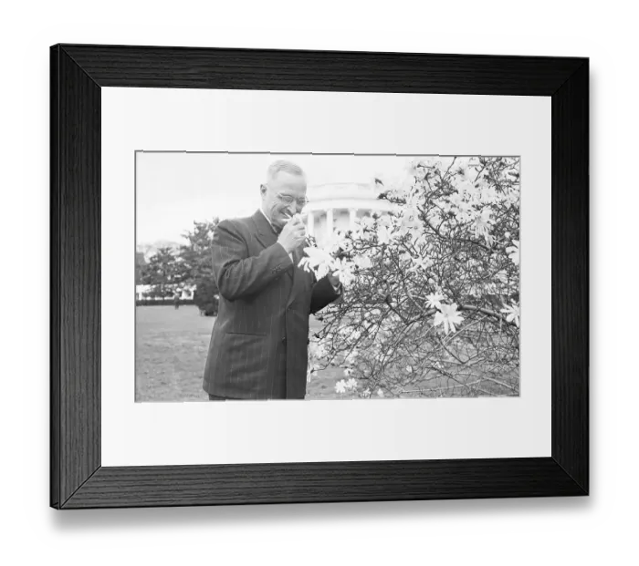 Framed Print : Harry Truman Smelling Magnolia Blossom