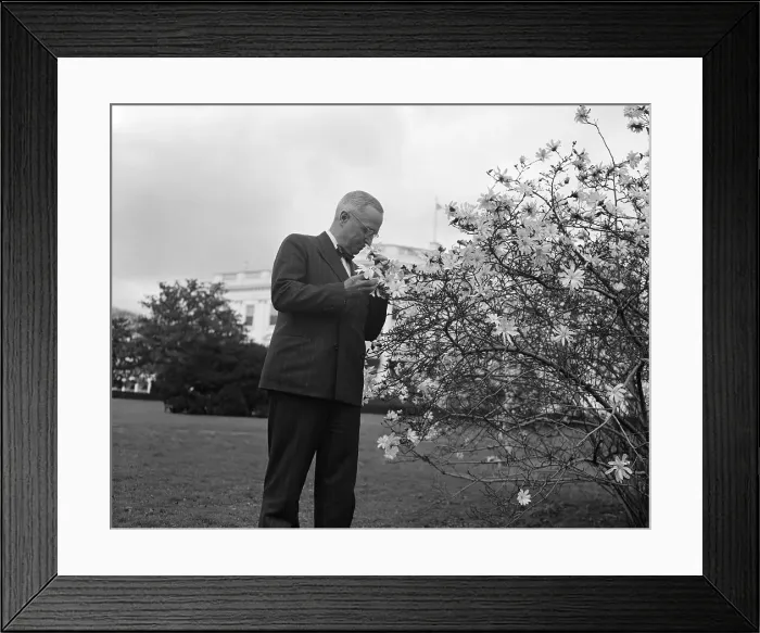 Framed Print : President Truman Examines a White House Magnolia Tree Framed Print : President Truman Examines a White House Magnolia Tree