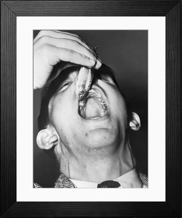 Framed Print : Man About to Eat a Goldfish Framed Print : Man About to Eat a Goldfish