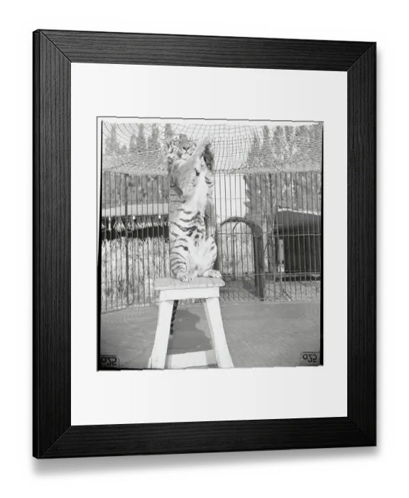 Framed Print : Bengal Tiger Clapping His Hands Framed Print : Bengal Tiger Clapping His Hands