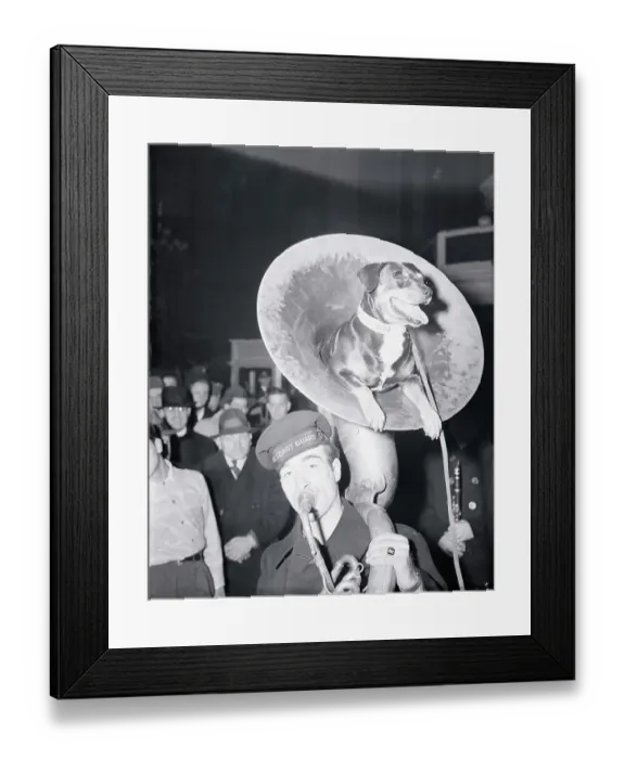 Framed Print : Coast Guard Mascot Dog Riding in Tuba Framed Print : Coast Guard Mascot Dog Riding in Tuba