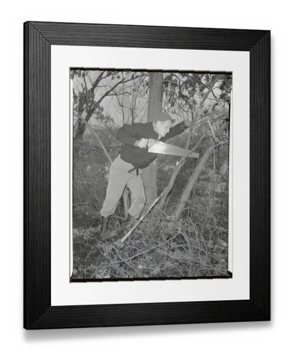 Framed Print : Hank Borowy Sawing Tree Limb Framed Print : Hank Borowy Sawing Tree Limb