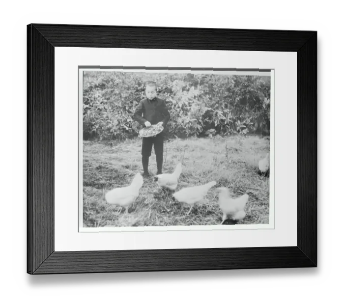 Framed Print : Crown Prince Akihito Feeding Chickens on Palace Grounds Framed Print : Crown Prince Akihito Feeding Chickens on Palace Grounds