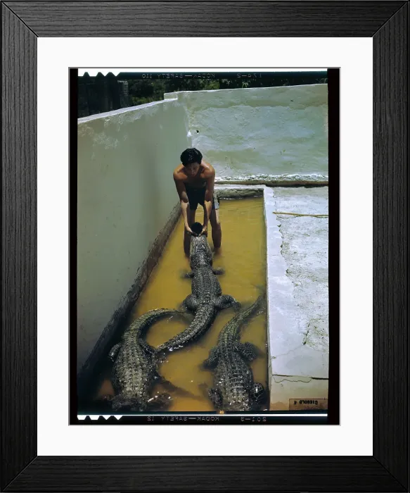 Framed Print : Wrestler Holding Jaws of Alligator Shut Framed Print : Wrestler Holding Jaws of Alligator Shut