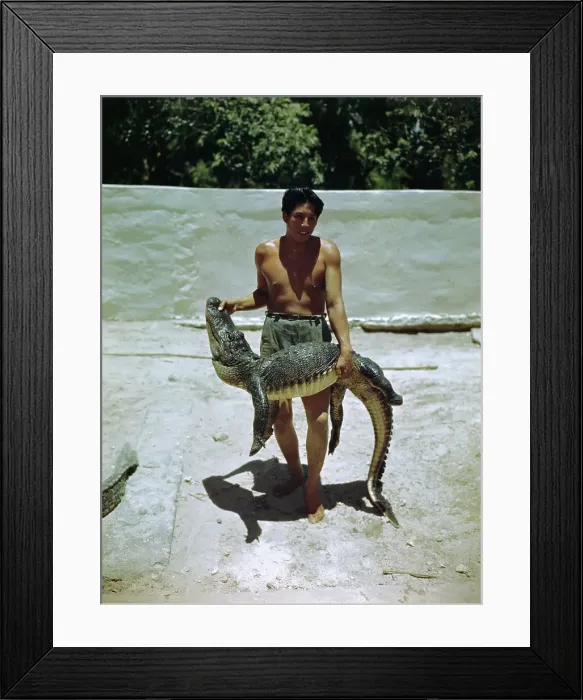 Framed Print : Wrestler Holding Alligator After Match Framed Print : Wrestler Holding Alligator After Match